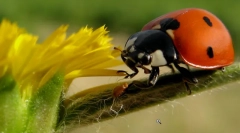 Zakaj je ladybug tako imenovan?